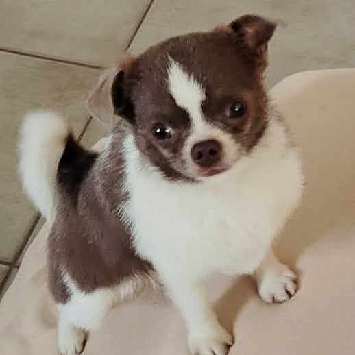 Ari a rejoint le concours — aidez-le/la à gagner de superbes lots ! puppy, dog, small_dog, cute, fluffy, white, brown, pet, animal, indoors, floor, tail, ears, fur, looking_up, adorable, canine, companion, young_dog, standing