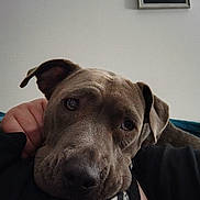 Lexy a rejoint le concours — aidez-le/la à gagner de superbes lots ! animal, black_and_white_photo, close_up, companion, cozy, dog, domestic, ears, expression, face, friendship, furry, head, human_arm, indoor, pet, portrait, relaxation, resting, wall