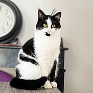 Amara participe au concours pour gagner de l'argent avec cette photo : cat, black_and_white, sitting, table, indoor, furniture, clock, fur, pet, animal, whiskers, face, eyes, tail, pink_nose, curious, domestic, closeup, portrait, blurred_background