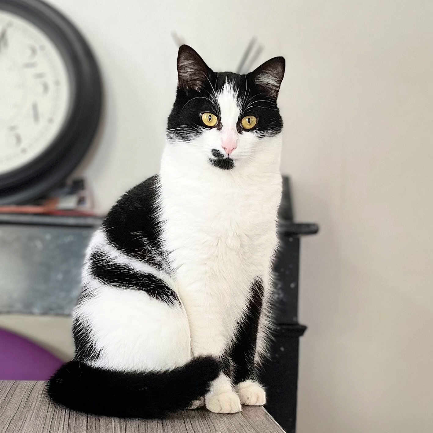Amara participe au concours pour gagner de l'argent avec cette photo : animal, black_and_white, blurred_background, cat, clock, closeup, curious, domestic, eyes, face, fur, furniture, indoor, pet, pink_nose, portrait, sitting, table, tail, whiskers