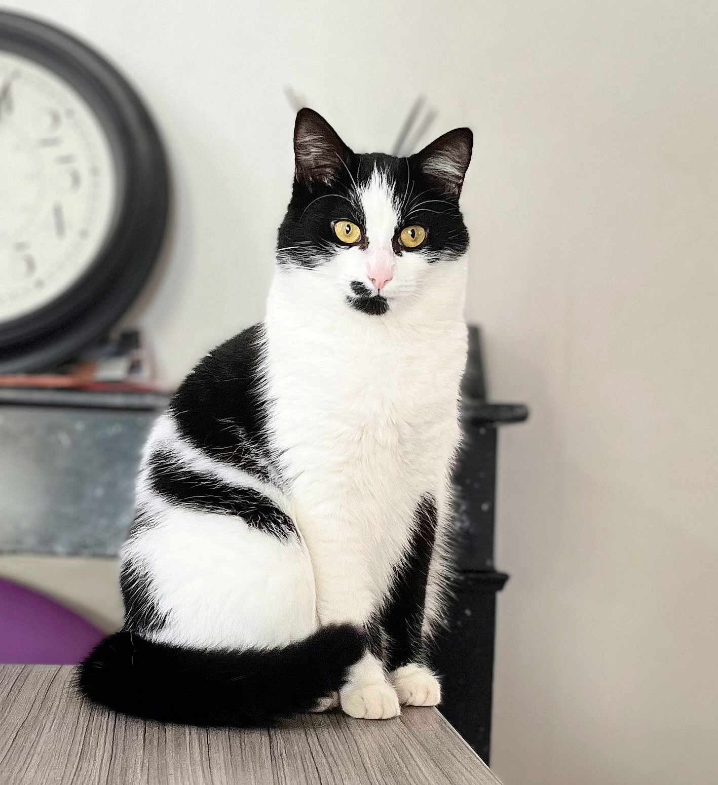 Amara participe au concours pour gagner de l'argent avec cette photo : cat, black_and_white, sitting, table, indoor, furniture, clock, fur, pet, animal, whiskers, face, eyes, tail, pink_nose, curious, domestic, closeup, portrait, blurred_background