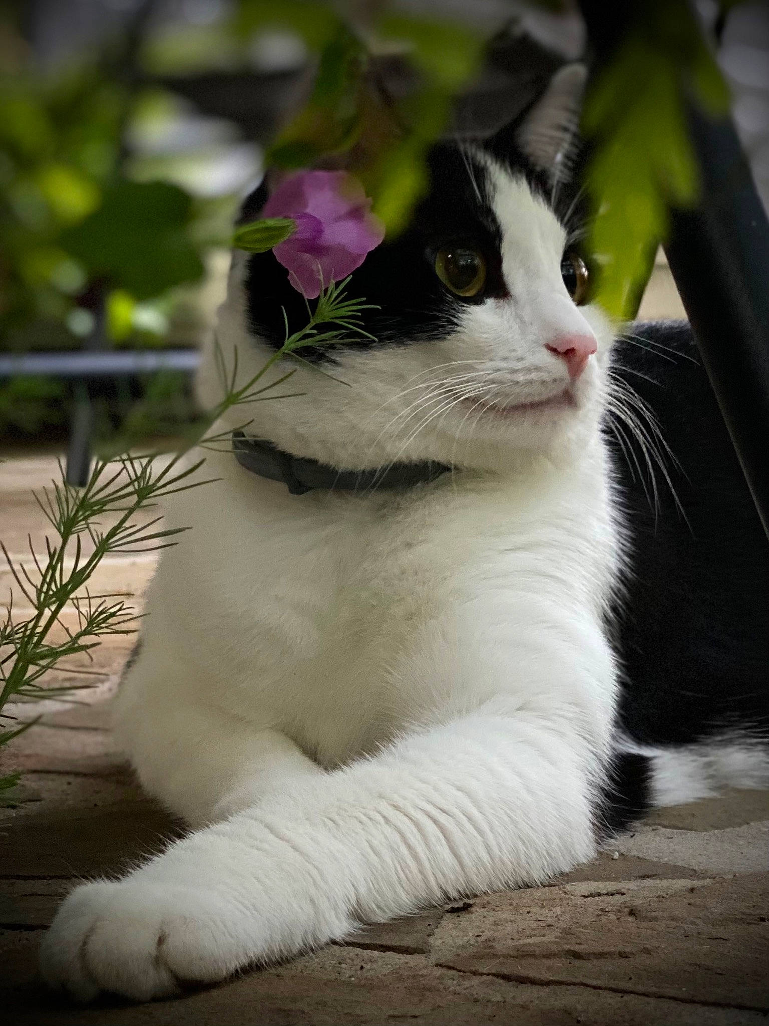 Snoopy joined the competition — help win amazing prizes! annual_plant, carnivore, cat, domestic_short_haired_cat, eye, felidae, flower, foot, fur, grass, human_leg, paw, petal, plant, small_to_medium_sized_cats, snout, tail, terrestrial_animal, tree, whiskers