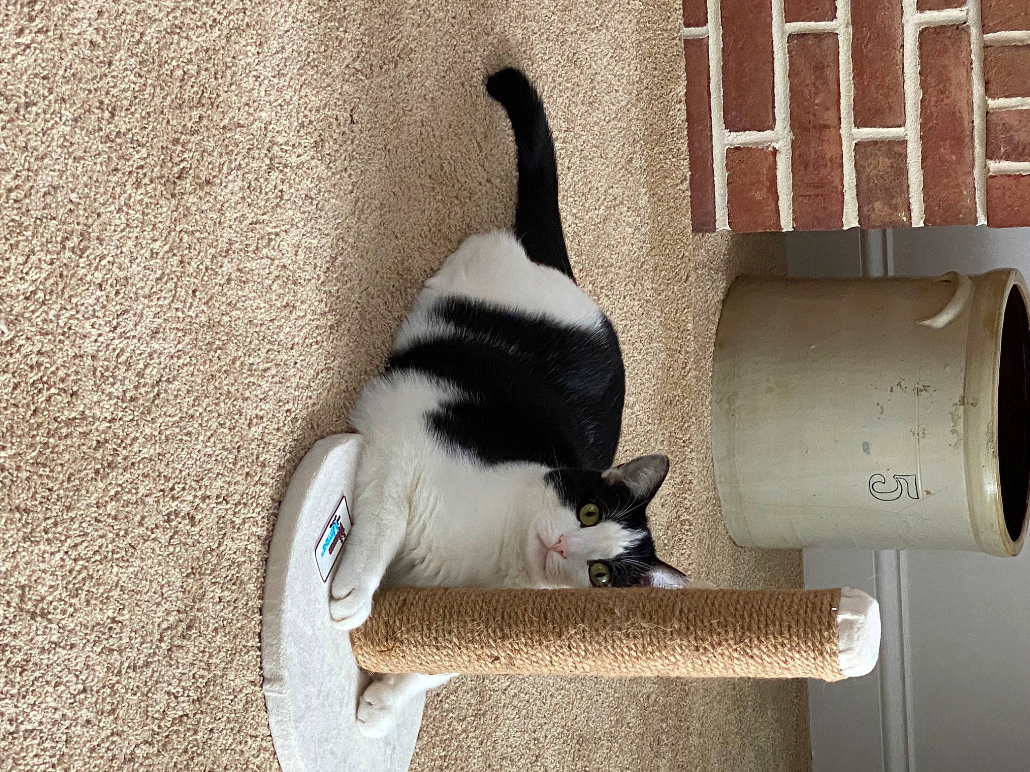 Snoopy is registered to the contest to win money with this photo: art, carnivore, cat, cat_furniture, cat_supply, domestic_short_haired_cat, felidae, fur, mammal, paw, pedestal, pet_supply, shadow, small_to_medium_sized_cats, snout, tail, vertebrate, whiskers, wood