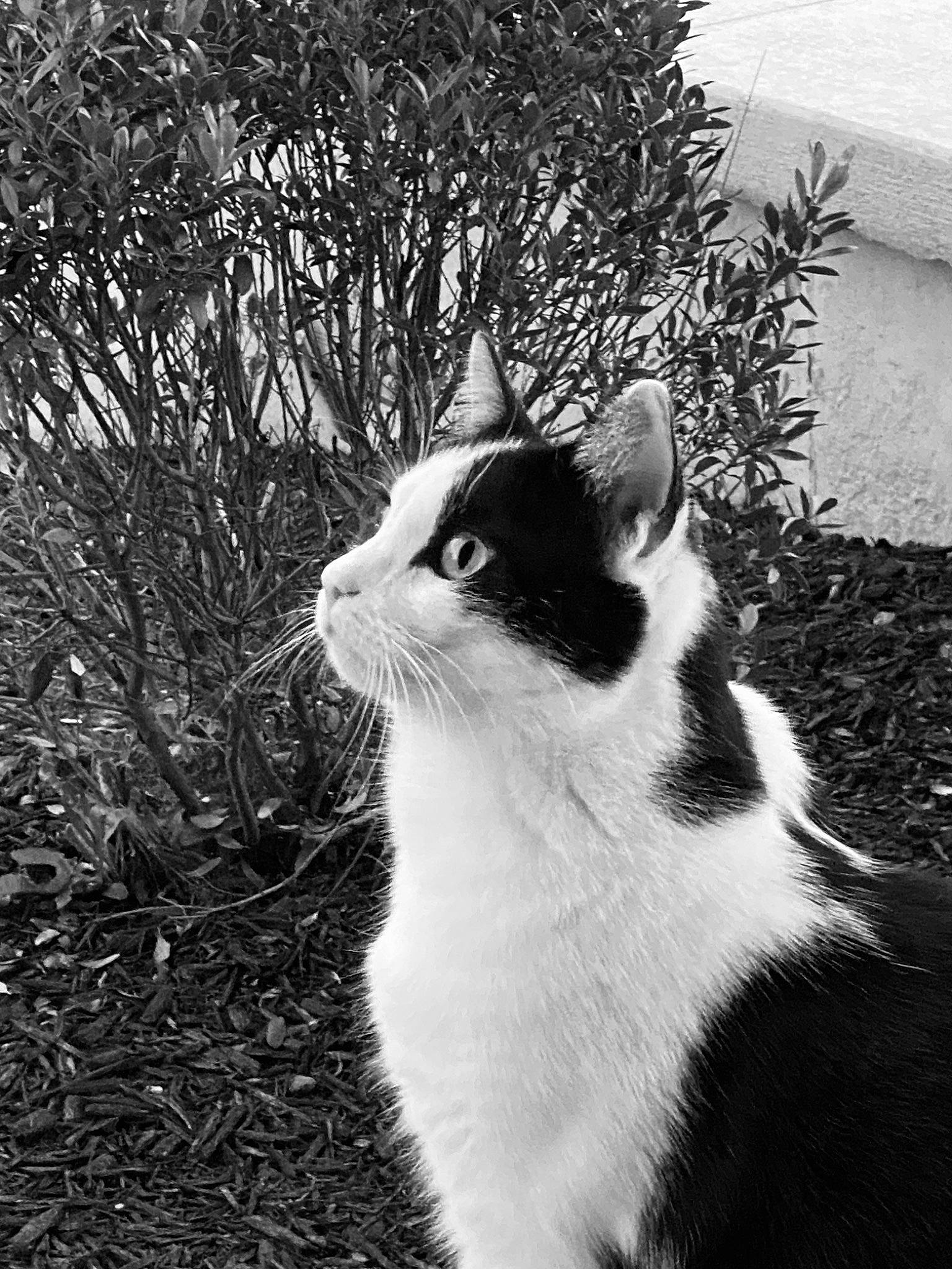Snoopy is registered to the contest to win money with this photo: black_and_white, carnivore, cat, domestic_short_haired_cat, eye, felidae, fur, grass, monochrome, monochrome_photography, plant, shadow, small_to_medium_sized_cats, snout, stock_photography, style, tail, tree, whiskers, window
