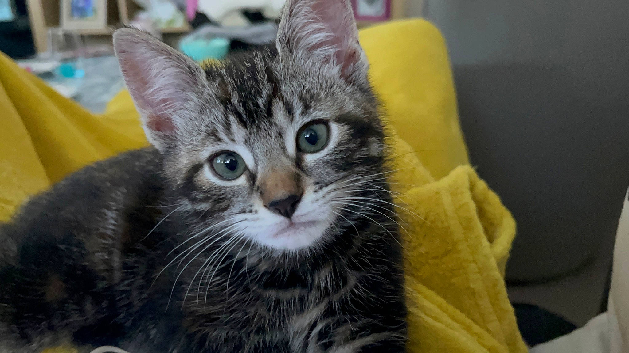 Moon a rejoint le concours — aidez-le/la à gagner de superbes lots ! carnivore, cat, cat_furniture, cat_supply, claw, couch, domestic_short_haired_cat, eye, felidae, fur, paw, small_to_medium_sized_cats, snout, terrestrial_animal, whiskers, wildlife, window