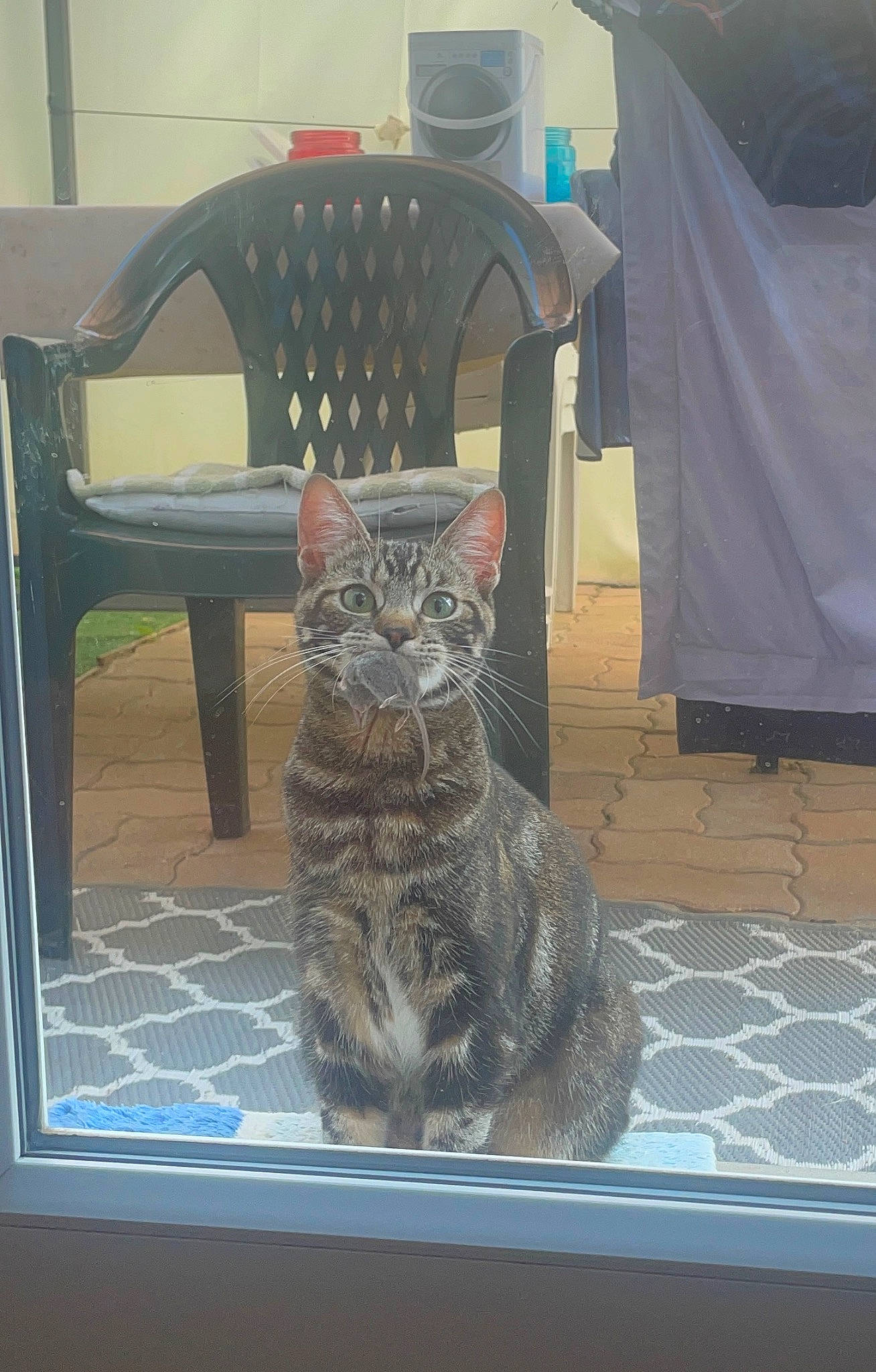 Moon a rejoint le concours — aidez-le/la à gagner de superbes lots ! carnivore, cat, cat_furniture, chair, comfort, domestic_short_haired_cat, felidae, flooring, fur, grey, hardwood, metal, room, sitting, small_to_medium_sized_cats, table, tail, whiskers, window, wood