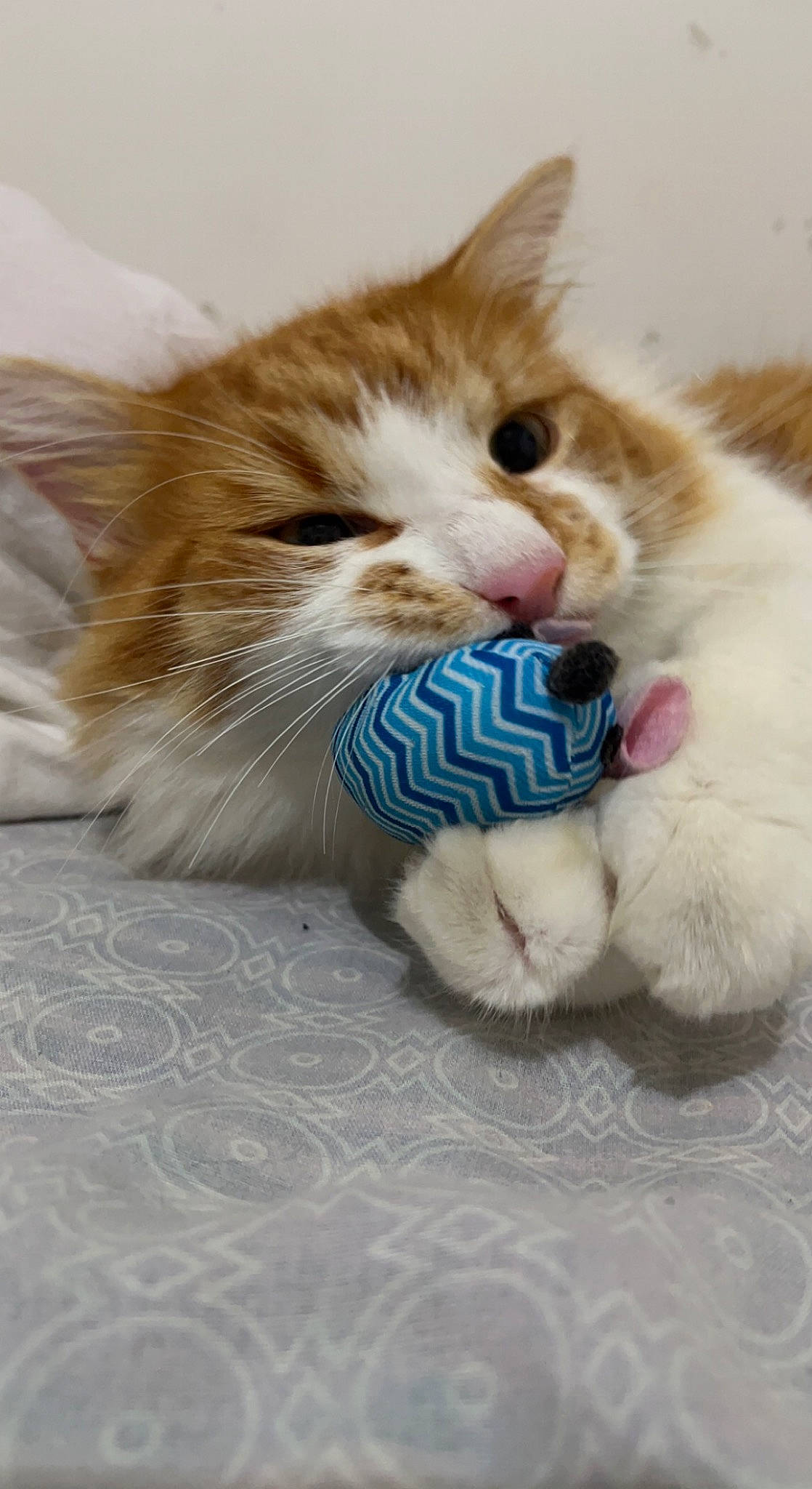 Rox participe au concours pour gagner de l'argent avec cette photo : carnivore, cat, cat_toy, claw, comfort, domestic_short_haired_cat, fawn, felidae, flooring, foot, fur, leg, nap, paw, photo_caption, small_to_medium_sized_cats, snout, tail, toe, whiskers