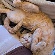 Buddha is registered to the contest to win money with this photo: cat, orange_cat, pet, animal, feline, relaxing, lying_down, cozy, blanket, cushion, fur, whiskers, paws, cute, indoor, sleepy, resting, domestic_animal, close_up, human_clothing