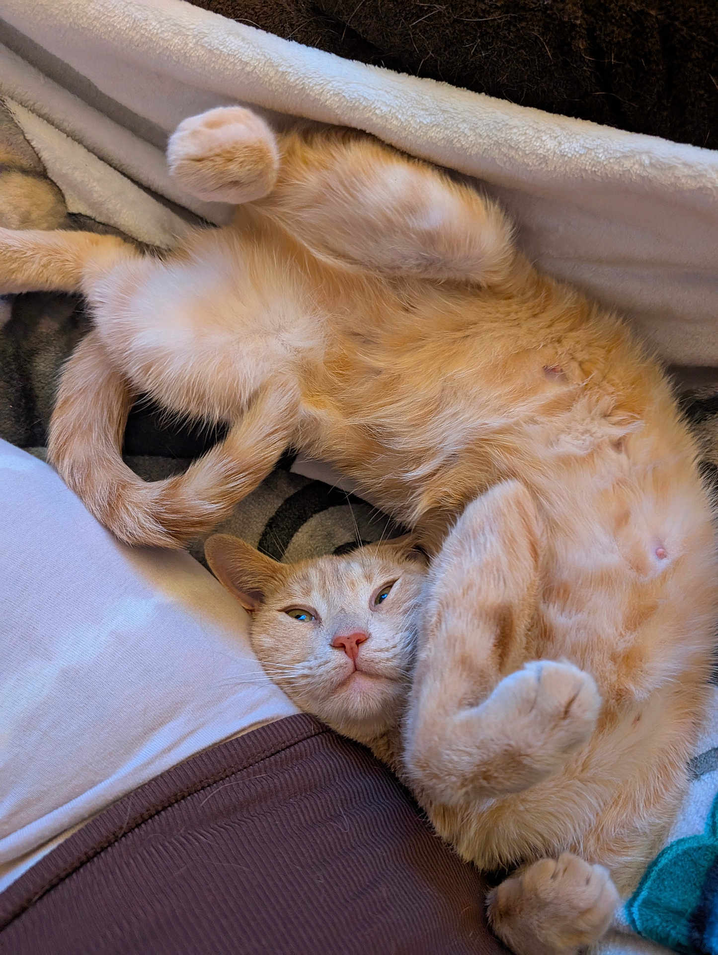 Buddha is registered to the contest to win money with this photo: cat, orange_cat, pet, animal, feline, relaxing, lying_down, cozy, blanket, cushion, fur, whiskers, paws, cute, indoor, sleepy, resting, domestic_animal, close_up, human_clothing