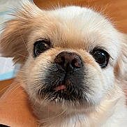 Zack is registered to the contest to win money with this photo: dog, close_up, fluffy, cute, pet, animal, face, tongue_out, whiskers, nose, fur, indoors, brown_floor, friendly, domestic_animal, small_dog, mammal, expression, portrait, eye_reflection