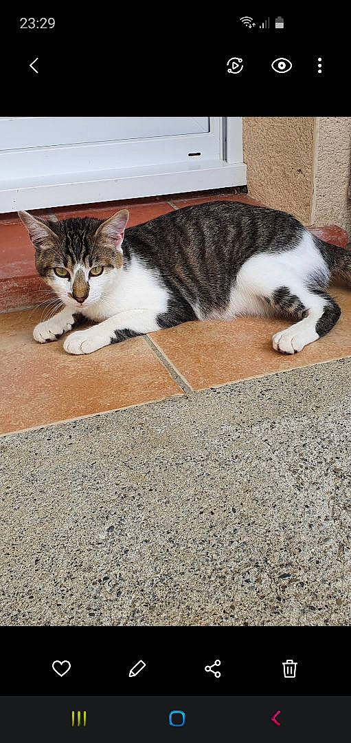 Filou a rejoint le concours — aidez-le/la à gagner de superbes lots ! aegean_cat, american_wirehair, carnivore, cat, domestic_short_haired_cat, european_shorthair, felidae, floor, flooring, kitten, paw, polydactyl_cat, small_to_medium_sized_cats, tabby_cat, tail, whiskers