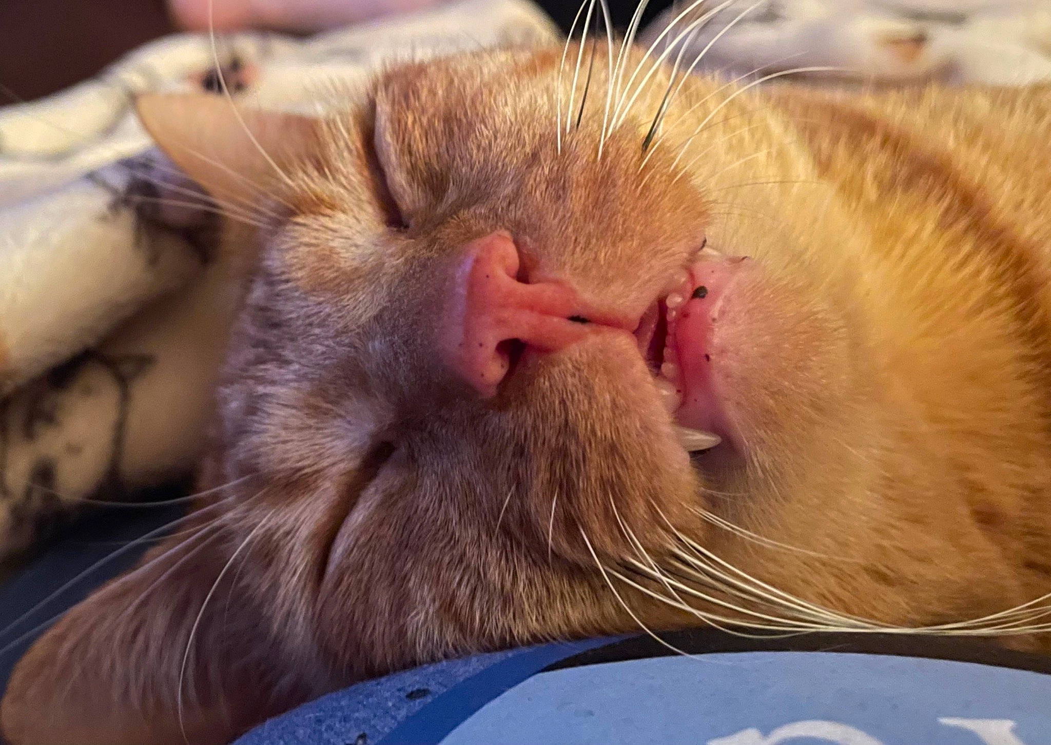 Pumpkin joined the competition — help win amazing prizes! beard, carnivore, cat, claw, close_up, comfort, domestic_short_haired_cat, ear, fang, fawn, felidae, fur, iris, nap, paw, small_to_medium_sized_cats, snout, terrestrial_animal, whiskers, wildlife