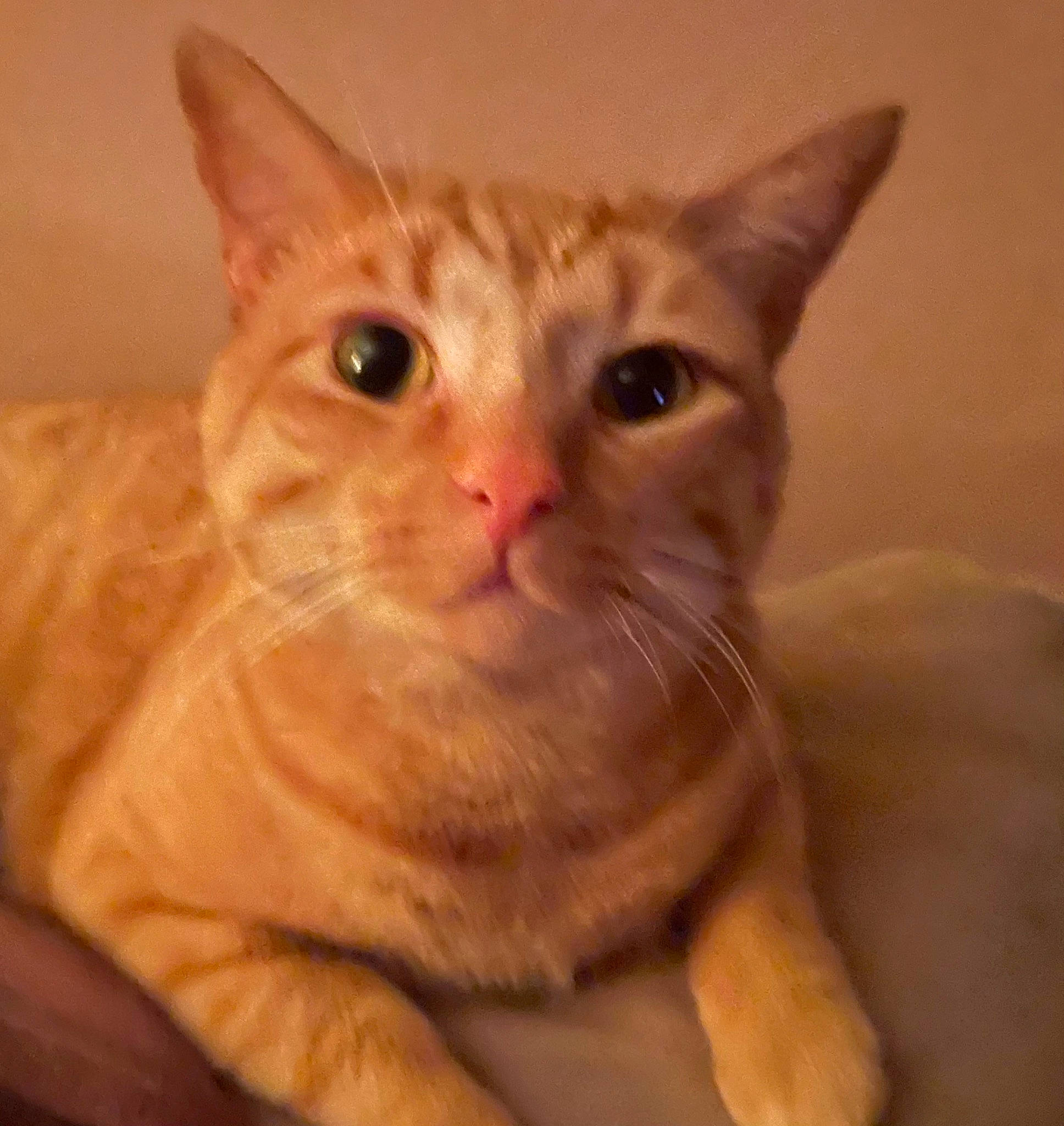 Pumpkin joined the competition — help win amazing prizes! carnivore, cat, domestic_short_haired_cat, ear, fawn, felidae, fur, paw, peach, pleased, small_to_medium_sized_cats, snout, tail, whiskers