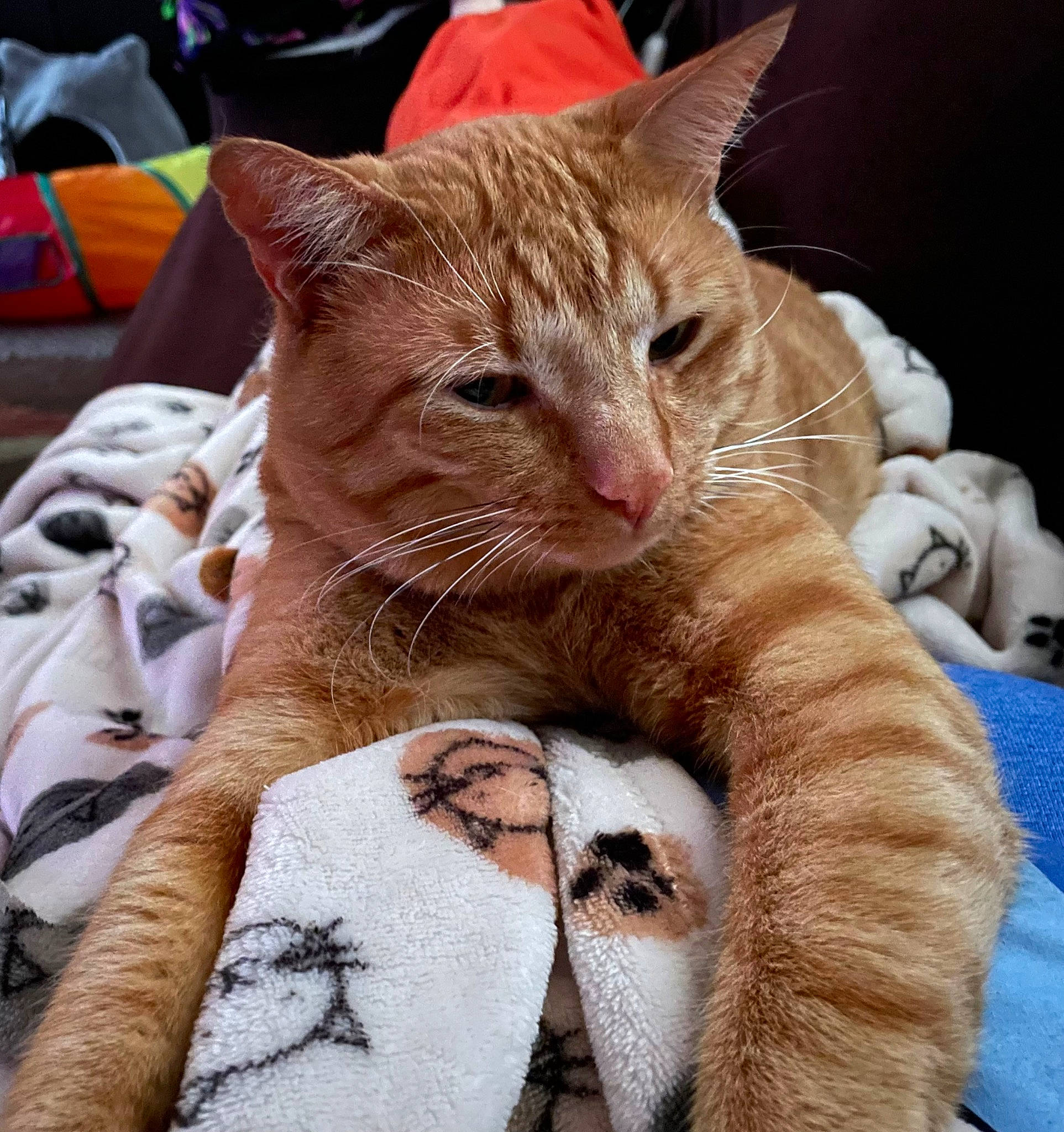 Pumpkin is registered to the contest to win money with this photo: carnivore, cat, cat_supply, claw, comfort, domestic_short_haired_cat, fawn, felidae, fur, human_leg, linens, nap, paw, small_to_medium_sized_cats, snout, tail, terrestrial_animal, whiskers