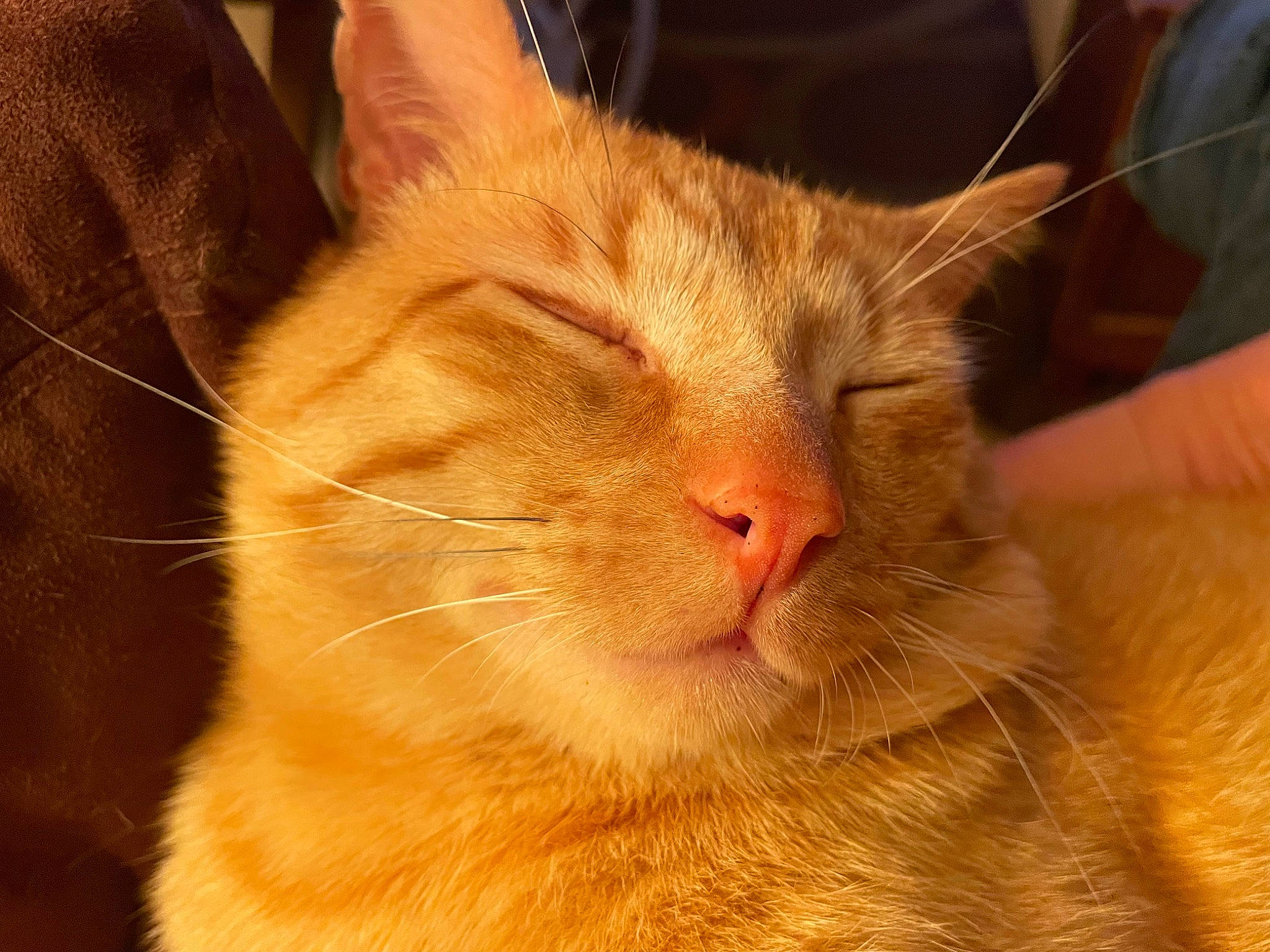 Pumpkin is registered to the contest to win money with this photo: carnivore, cat, claw, domestic_short_haired_cat, ear, fawn, felidae, fur, paw, small_to_medium_sized_cats, snout, tail, terrestrial_animal, whiskers, wood