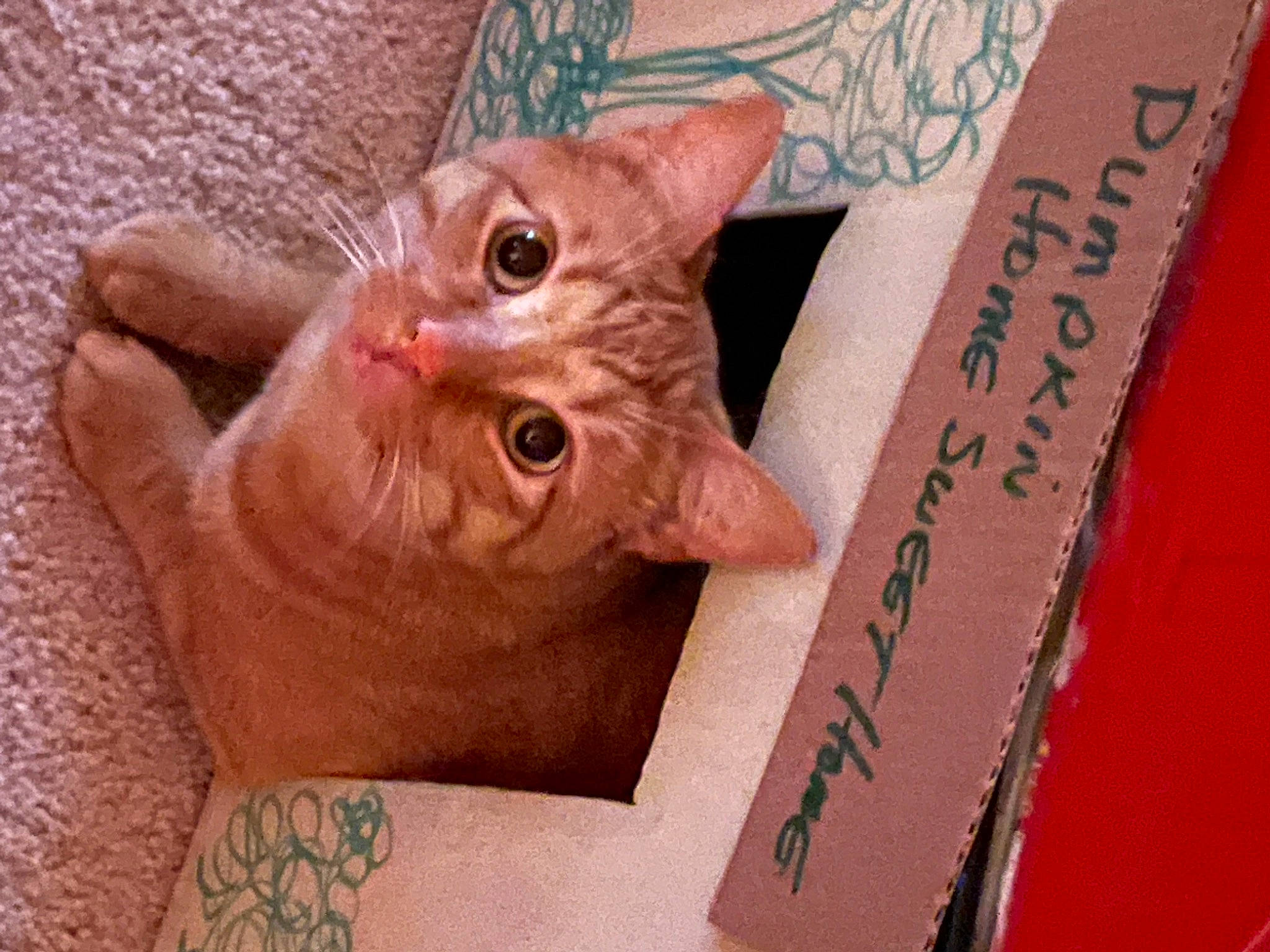 Pumpkin is registered to the contest to win money with this photo: carmine, carnivore, cat, claw, domestic_short_haired_cat, ear, fawn, felidae, font, fur, gesture, nail, paw, peach, small_to_medium_sized_cats, snout, whiskers, window, wood, wrinkle