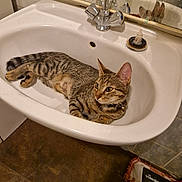 Mimi participe au concours pour gagner de l'argent avec cette photo : cat, tabby_cat, sink, bathroom, faucet, mirror, floor, mop, tile, pet, animal, indoor, relaxed, resting, curious, domestic, whiskers, collar, reflection, cleaning_tool