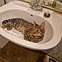 cat, tabby_cat, sink, bathroom, faucet, mirror, floor, mop, tile, pet, animal, indoor, relaxed, resting, curious, domestic, whiskers, collar, reflection, cleaning_tool
