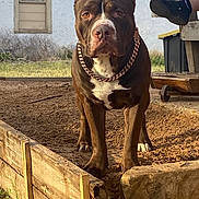 Loki is registered to the contest to win money with this photo: dog, pitbull, chain_collar, dirt, yard, wooden_planks, house, window, grass, rock, person_leg, shoe, outdoor, pet, animal, brown_dog, alert, standing, daylight, fence