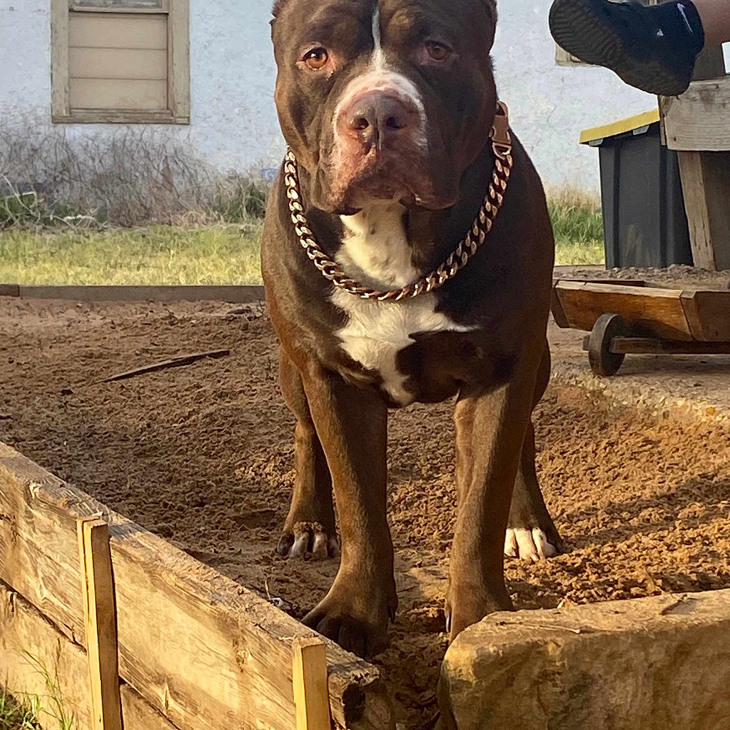 Loki is registered to the contest to win money with this photo: dog, pitbull, chain_collar, dirt, yard, wooden_planks, house, window, grass, rock, person_leg, shoe, outdoor, pet, animal, brown_dog, alert, standing, daylight, fence