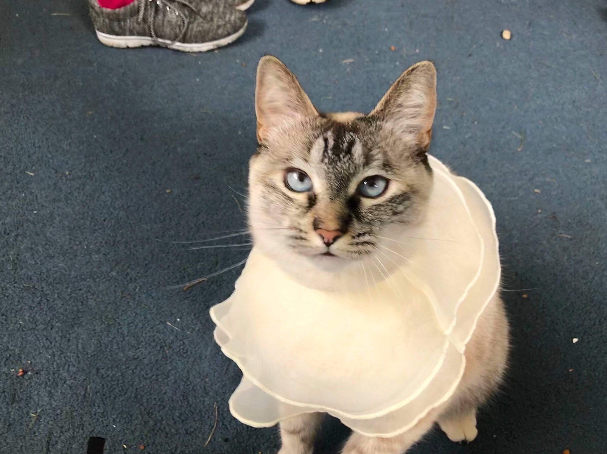 Chalina joined the competition — help win amazing prizes! aegean_cat, american_wirehair, asian, carnivore, cat, domestic_short_haired_cat, european_shorthair, fawn, felidae, german_rex, javanese, kitten, mammal, ojos_azules, siamese, singapura, small_to_medium_sized_cats, snapshot, vertebrate, whiskers