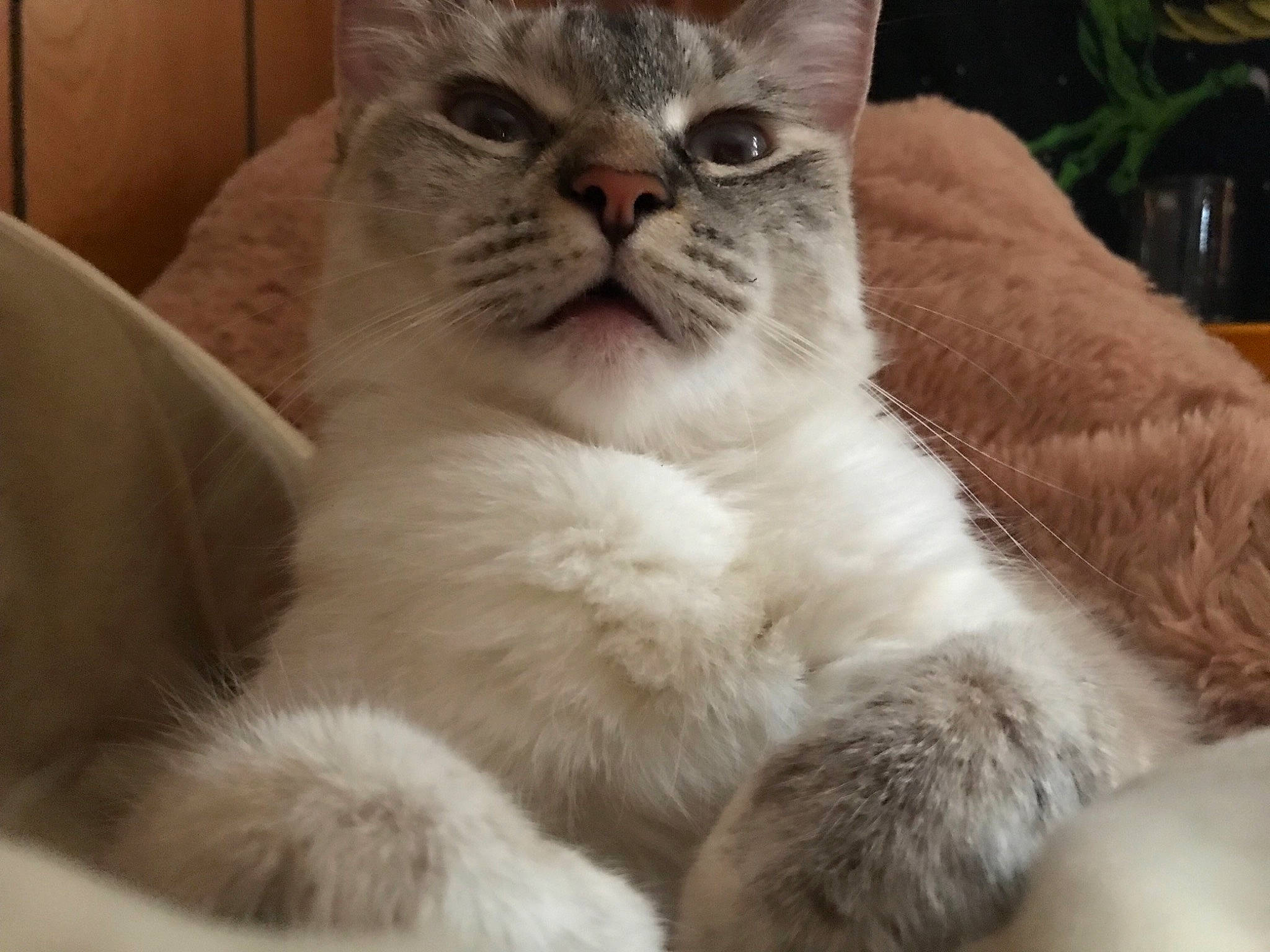 Chalina is registered to the contest to win money with this photo: asian, british_longhair, british_semi_longhair, british_shorthair, burmilla, carnivore, cat, domestic_short_haired_cat, eye, fawn, felidae, kitten, mammal, nose, photo_caption, polydactyl_cat, scottish_fold, small_to_medium_sized_cats, vertebrate, whiskers