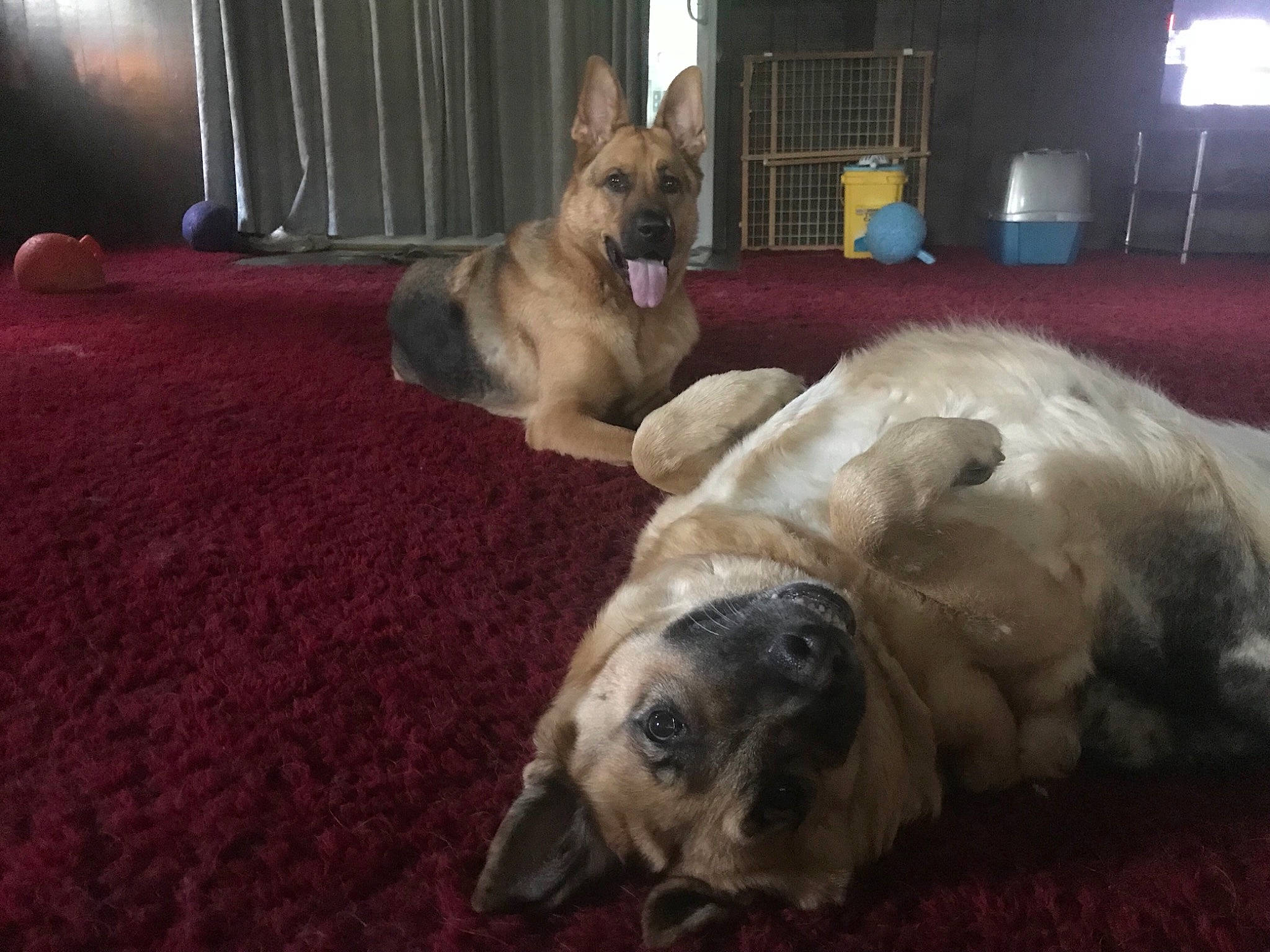 Augustus joined the competition — help win amazing prizes! black_mouth_cur, canidae, carnivore, companion_dog, dog, dog_breed, fawn, mammal, paw, snout, vertebrate