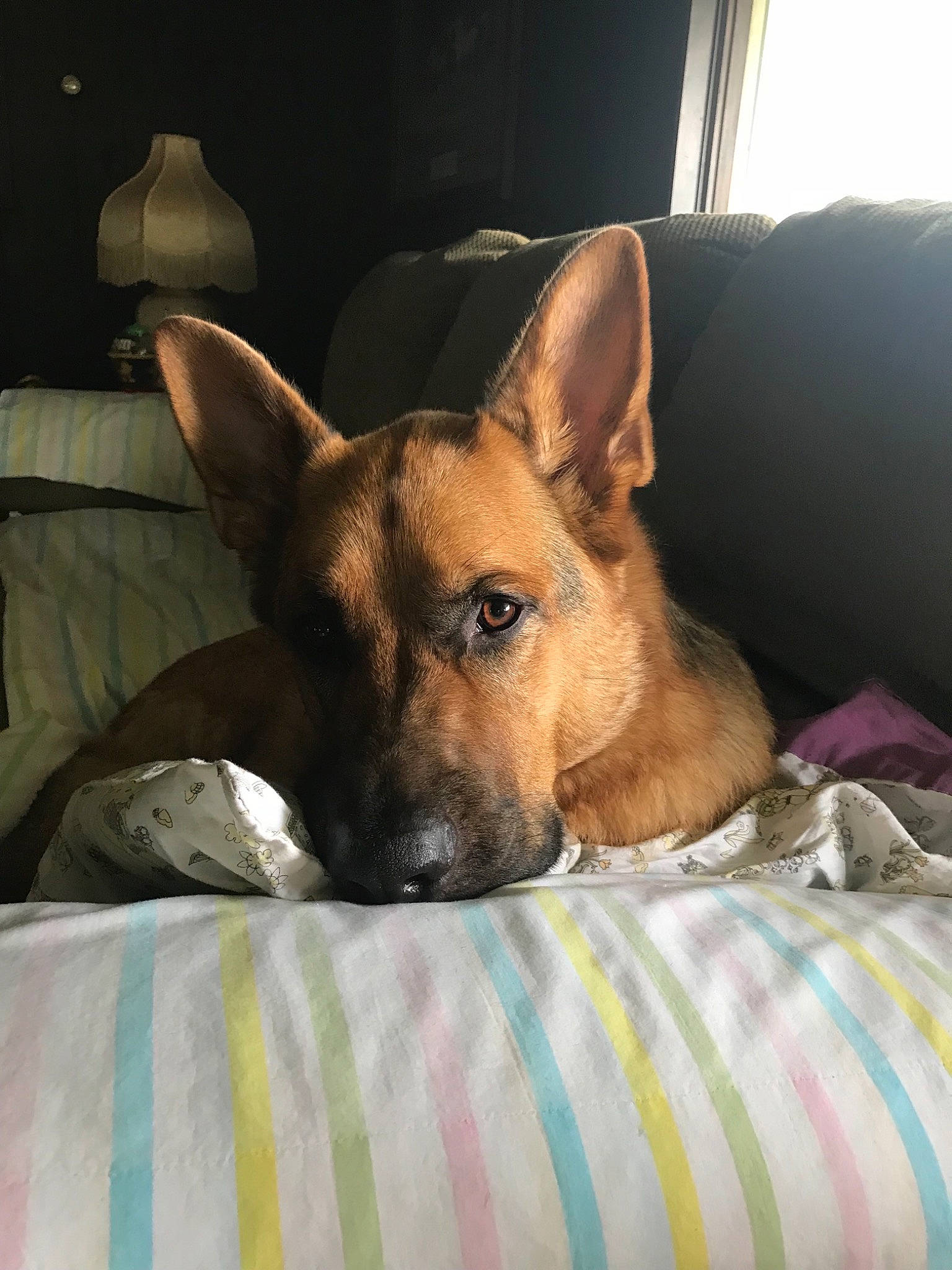 Augustus joined the competition — help win amazing prizes! belgian_shepherd_malinois, canidae, carnivore, dog, dog_breed, ear, fawn, german_shepherd_dog, mammal, old_german_shepherd_dog, rare_breed_dog, snout, vertebrate, working_dog