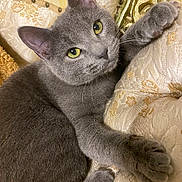 Moxy is registered to the contest to win money with this photo: cat, gray_cat, pet, animal, feline, close_up, indoor, cushion, ornate_furniture, yellow_eyes, relaxed, stretching, fur, whiskers, paw, home, cozy, soft_texture, portrait, cute