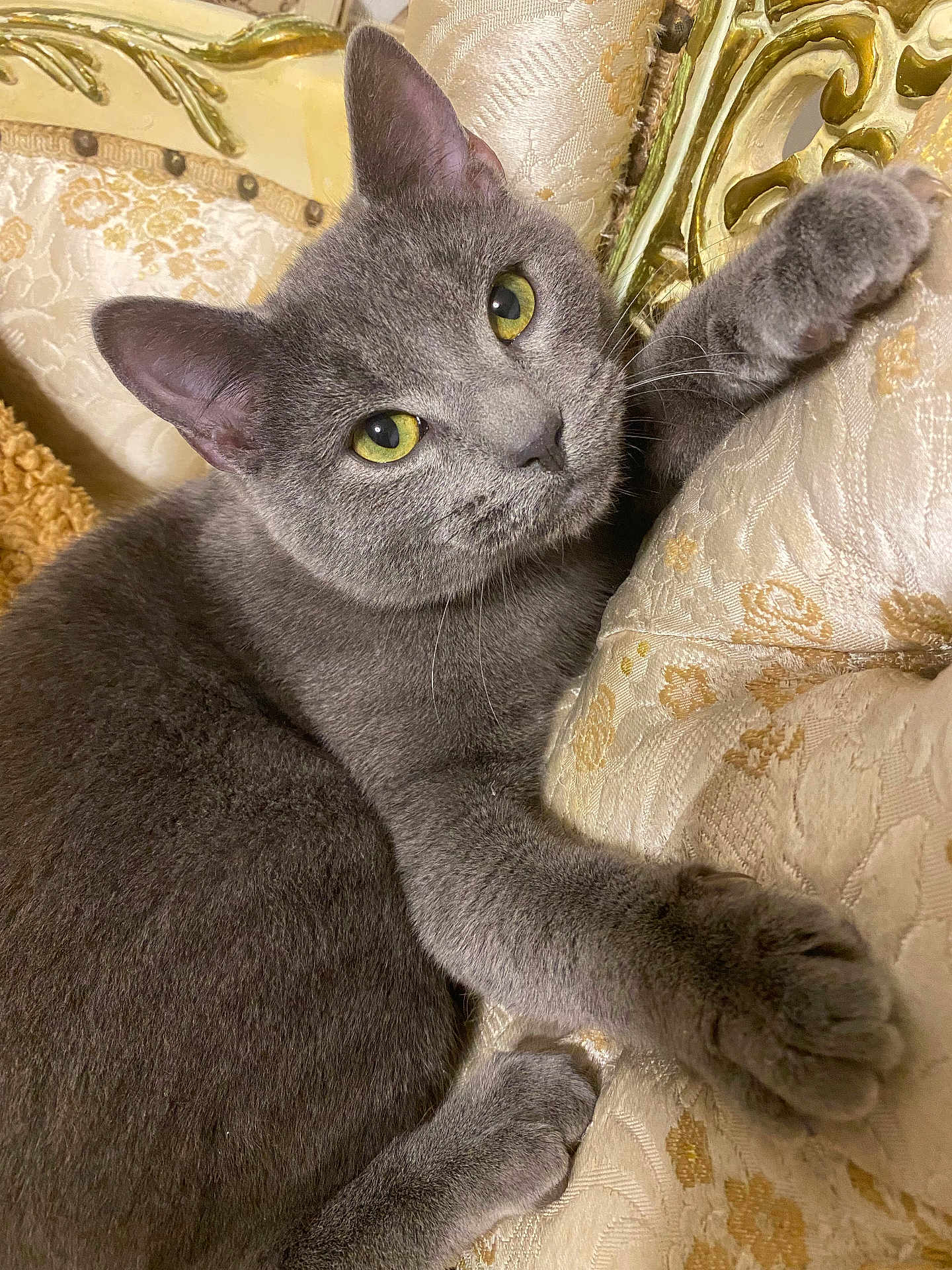 Moxy is registered to the contest to win money with this photo: cat, gray_cat, pet, animal, feline, close_up, indoor, cushion, ornate_furniture, yellow_eyes, relaxed, stretching, fur, whiskers, paw, home, cozy, soft_texture, portrait, cute