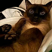 November is registered to the contest to win money with this photo: cat, siamese_cat, pet, indoor, close_up, big_eyes, whiskers, paws, blanket, cozy, bedding, fur, portrait, animal, mammal, cute, relaxed, looking_at_camera, soft_texture, nestled