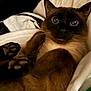 cat, siamese_cat, pet, indoor, close_up, big_eyes, whiskers, paws, blanket, cozy, bedding, fur, portrait, animal, mammal, cute, relaxed, looking_at_camera, soft_texture, nestled