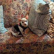 Chloe joined the competition — help win amazing prizes! dog, chihuahua, pet, small_dog, couch, sofa, pillow, floral_pattern, vintage, indoor, furniture, animal_clothing, decor, wood, sitting, cute, domestic_animal, home, cozy, patterned_fabric