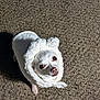 Chloe is registered to the contest to win money with this photo: dog, white_dog, costume, sheep_costume, pet, small_dog, carpet, indoor, cute, animal, fluffy, face, eyes, shadow, fur, portrait, standing, looking_up, funny, adorable