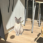 Suzy participe au concours pour gagner de l'argent avec cette photo : animal, architecture, barstool, building, cat, chair, desk, diningtable, furniture, hardwood, indoors, interiordesign, kitten, manx, pet, plywood, siamese, stainedwood, table, wood