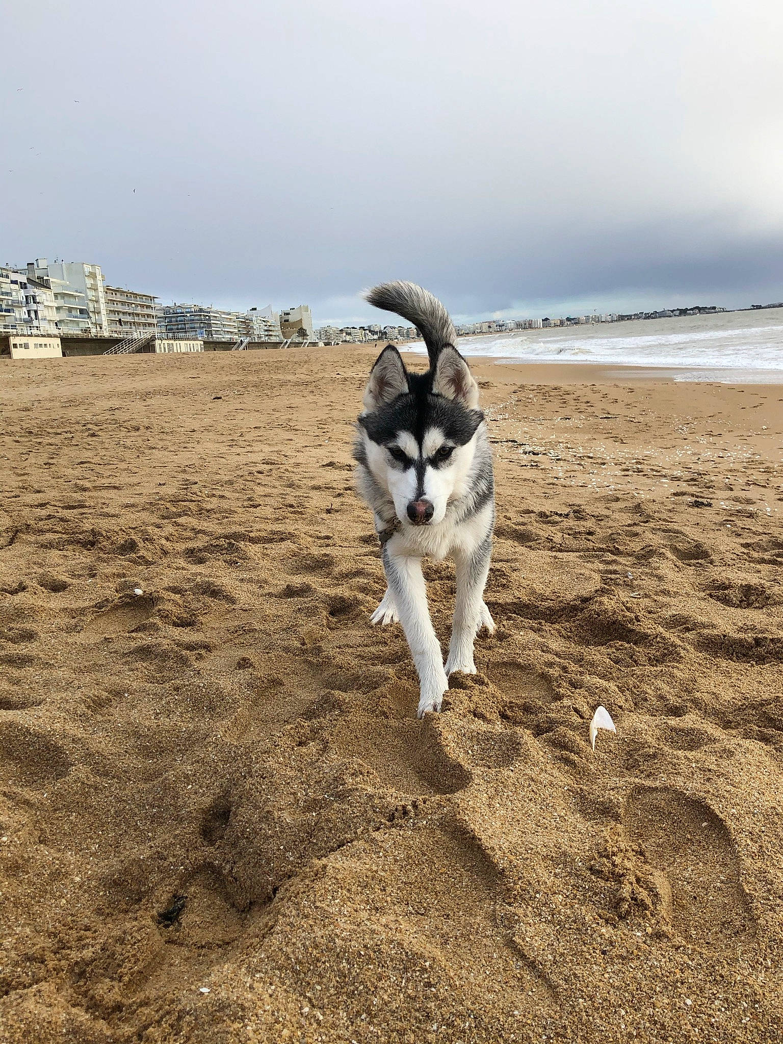 Kaya a rejoint le concours — aidez-le/la à gagner de superbes lots ! beach, canidae, carnivore, cloud, companion_dog, dog, dog_breed, fawn, fun, horizon, landscape, ocean, sand, sky, soil, sporting_group, tail, water, wind_wave, working_animal