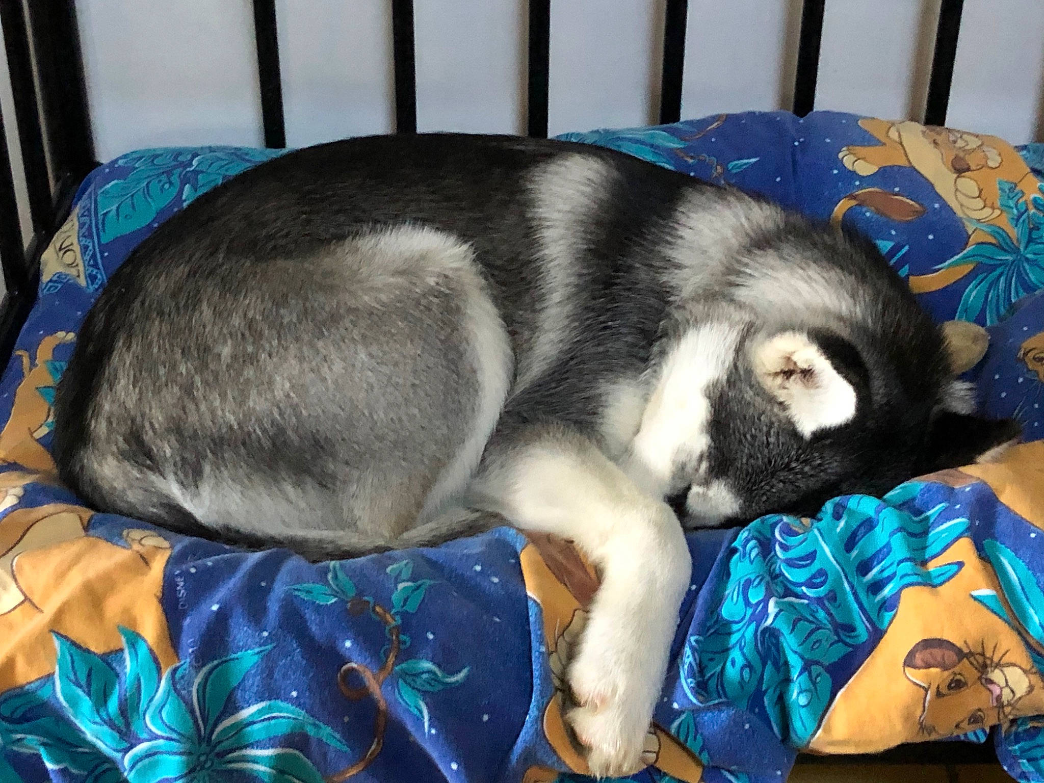 Kaya a rejoint le concours — aidez-le/la à gagner de superbes lots ! blue, canidae, carnivore, comfort, companion_dog, dog, dog_breed, electric_blue, felidae, fur, lap, mammal, nap, paw, puppy, small_to_medium_sized_cats, snout, sporting_group, tail, whiskers