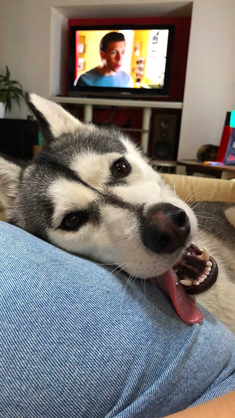 Kaya participe au concours pour gagner de l'argent avec cette photo : canis, carnivore, comfort, companion_dog, dog, dog_breed, fawn, floor, flooring, fur, houseplant, jaw, picture_frame, sled_dog, snout, television, terrestrial_animal, whiskers, wood, working_animal