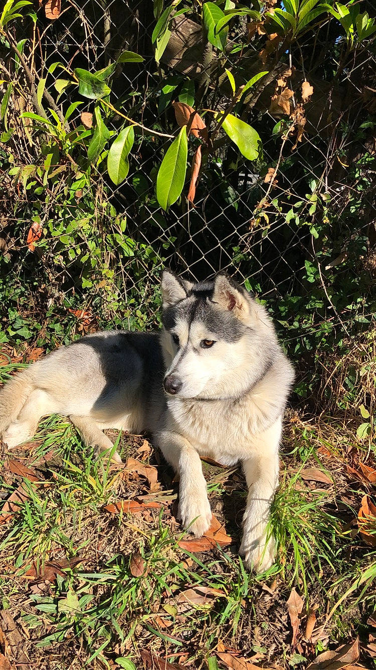 Kaya participe au concours pour gagner de l'argent avec cette photo : canidae, canis, canis_lupus_tundrarum, carnivore, companion_dog, dog, dog_breed, fur, grass, plant, siberian_husky, sled_dog, snout, sporting_group, tail, terrestrial_animal, tree, wolf, working_animal, working_dog