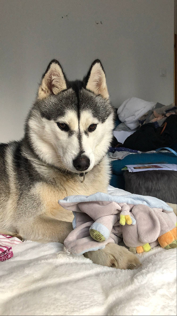 Kaya participe au concours pour gagner de l'argent avec cette photo : canidae, canis, carnivore, comfort, companion_dog, dog, dog_breed, fur, grey, jaw, linens, siberian_husky, sled_dog, snout, sporting_group, stuffed_toy, tail, terrestrial_animal, whiskers, wolf