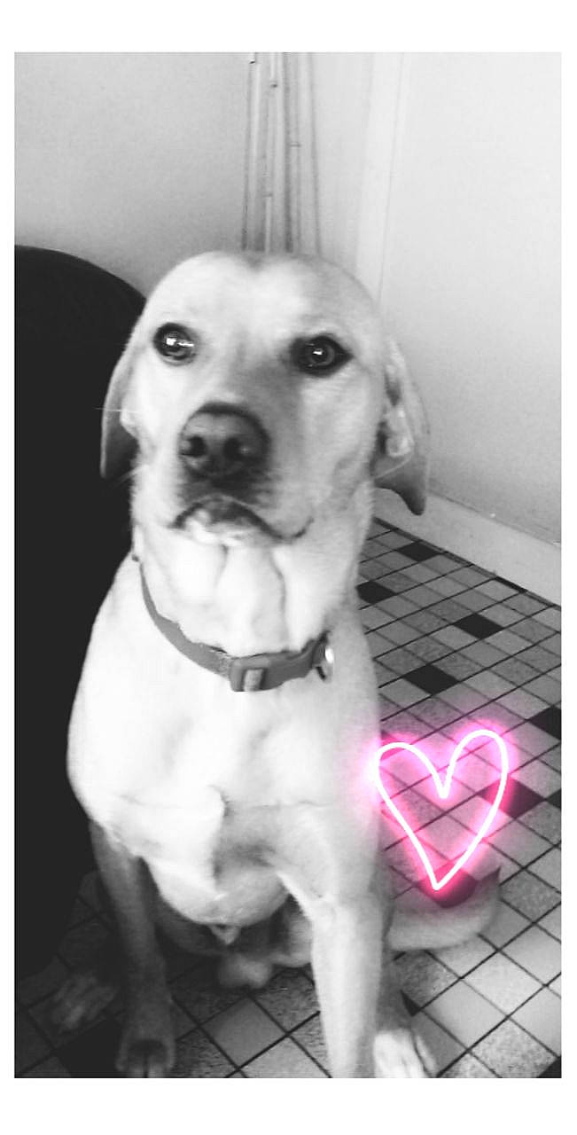 Oscar a rejoint le concours — aidez-le/la à gagner de superbes lots ! beagador, black_and_white, canidae, carnivore, companion_dog, dog, dog_breed, fawn, golden_retriever, labrador_retriever, mammal, nose, photography, puppy, retriever, snout, sporting_group, vertebrate