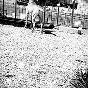 Oscar a rejoint le concours — aidez-le/la à gagner de superbes lots ! black, black_and_white, canidae, carnivore, dog, monochrome, monochrome_photography, non_sporting_group, photograph, photography, road_surface, sidewalk, snapshot, sporting_group, street, style, white