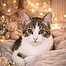 kitten, cat, pet, animal, cute, cozy, blanket, fairy_lights, bokeh, soft_lighting, flower, teddy_bear, indoor, portrait, feline, whiskers, fur, relaxing, closeup, adorable