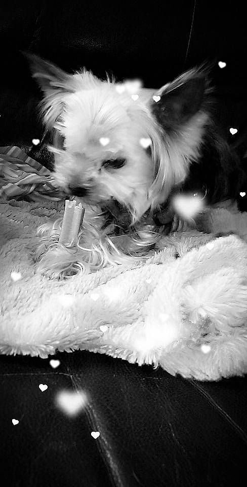 Nanou participe au concours pour gagner de l'argent avec cette photo : bichon, black_and_white, bolognese, canidae, carnivore, chinese_imperial_dog, companion_dog, dog, dog_breed, ear, maltepoo, maltese, non_sporting_group, photography, puppy, rare_breed_dog, shih_tzu, snout, toy_dog, white