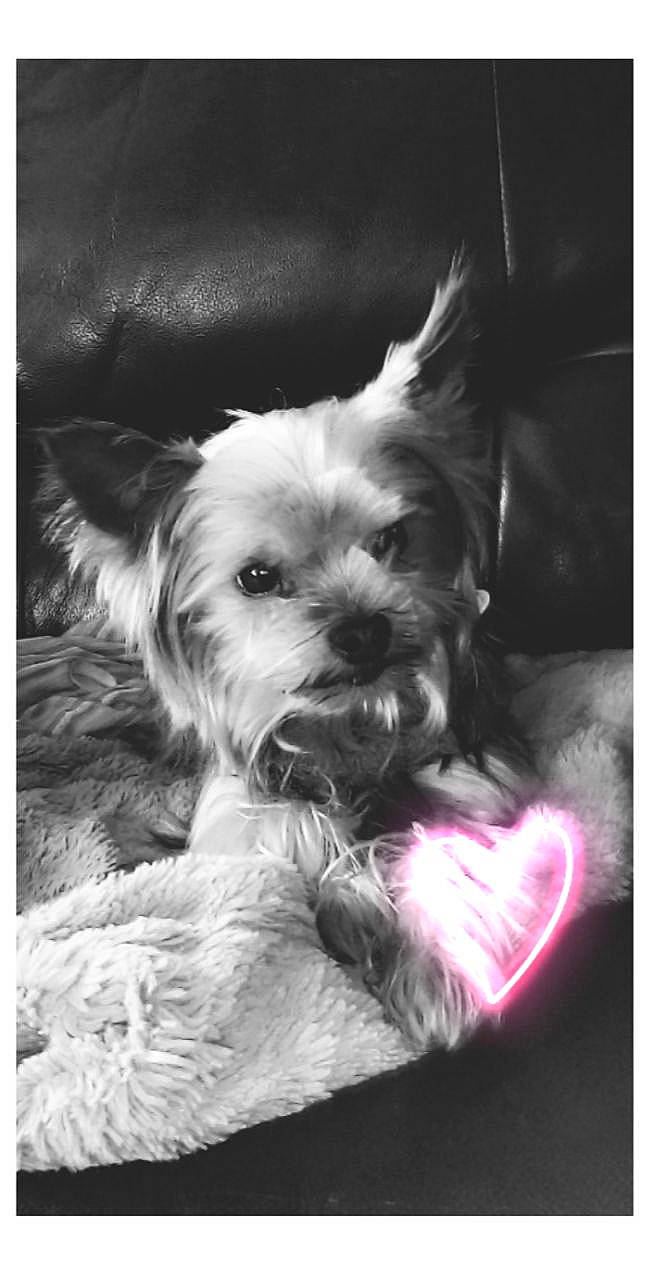 Nanou a rejoint le concours — aidez-le/la à gagner de superbes lots ! black_and_white, canidae, carnivore, companion_dog, dog, dog_breed, ear, maltese, mammal, morkie, photography, puppy, rare_breed_dog, shih_tzu, small_terrier, snout, terrier, toy_dog, west_highland_white_terrier, yorkshire_terrier