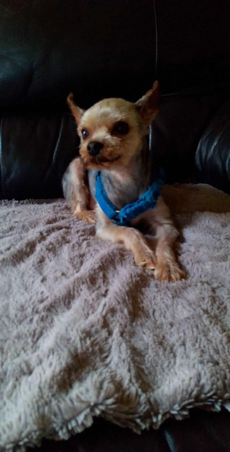 Nanou a rejoint le concours — aidez-le/la à gagner de superbes lots ! canidae, carnivore, chihuahua, companion_dog, dog, dog_breed, fawn, mammal, puppy, russkiy_toy, snout, toy_dog, vertebrate