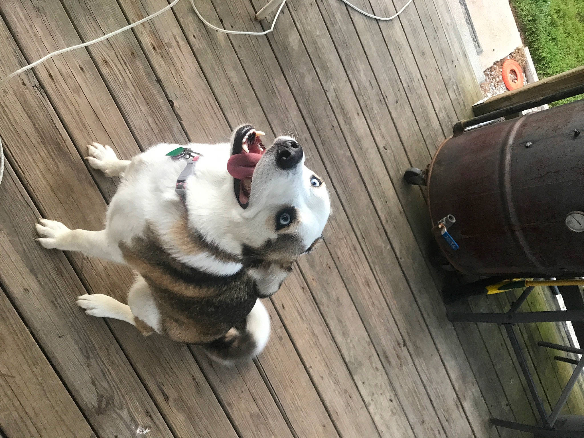 Riddley joined the competition — help win amazing prizes! alaskan_malamute, canidae, carnivore, companion_dog, dog, dog_breed, fawn, mammal, non_sporting_group, puppy, siberian_husky, snout, sporting_group, tail