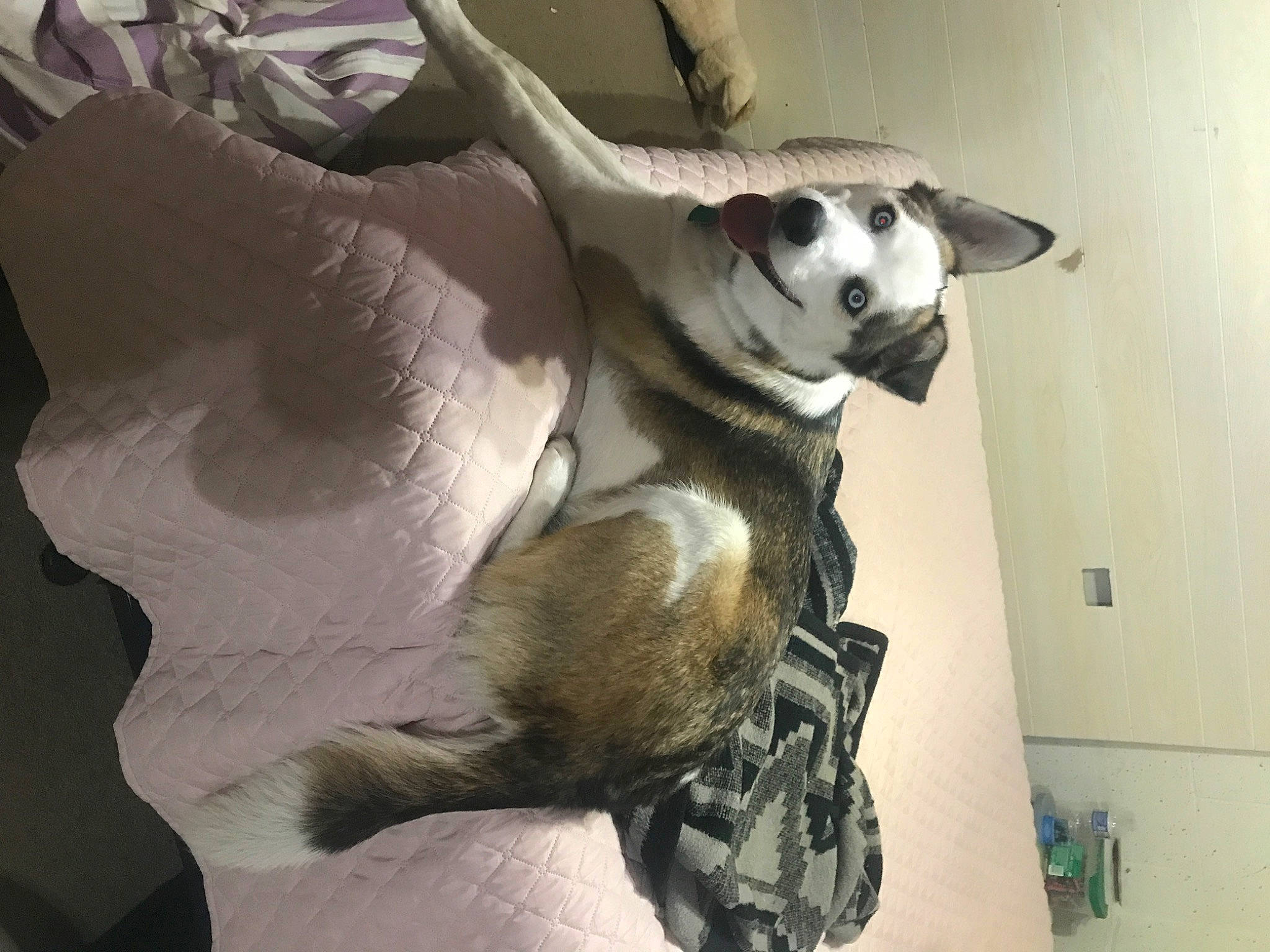 Riddley is registered to the contest to win money with this photo: canidae, carnivore, dog, dog_breed, ear, fur, non_sporting_group, snout, sporting_group, tail