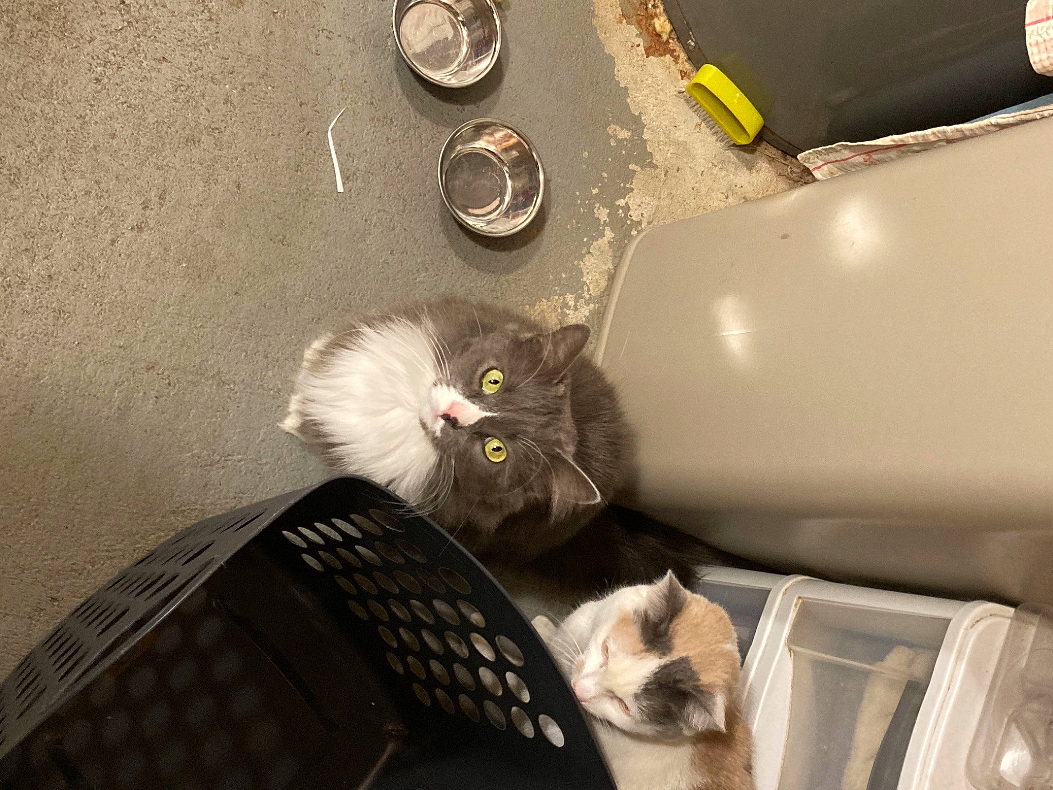 Mittens joined the competition — help win amazing prizes! animal_shelter, automotive_lighting, box, carnivore, cat, claw, comfort, domestic_short_haired_cat, felidae, fur, gas, glass, metal, paw, plumbing, room, shipping_box, small_to_medium_sized_cats, tail, whiskers