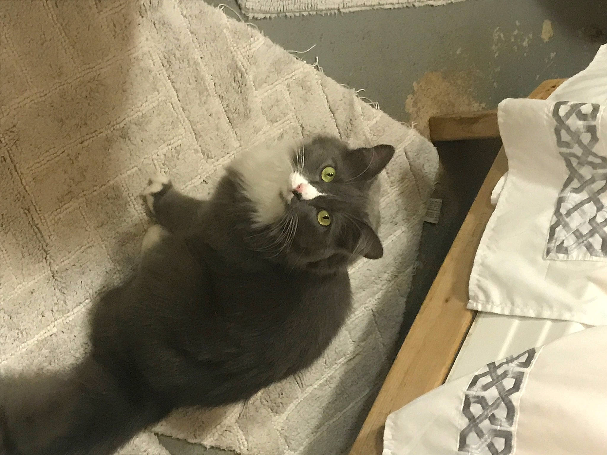 Mittens joined the competition — help win amazing prizes! asian, black_cat, british_semi_longhair, british_shorthair, carnivore, cat, chartreux, domestic_long_haired_cat, domestic_short_haired_cat, felidae, korat, mammal, nebelung, russian_blue, small_to_medium_sized_cats, snout, whiskers